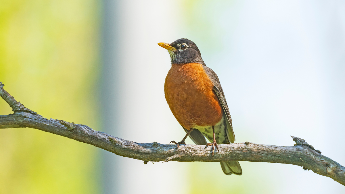 An American Robin Proudly Showing His Colors in Cuyahoga Valley National Park in Ohio,