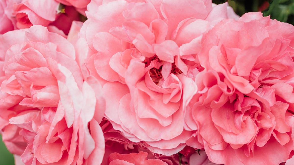 living a frugal lifeTender orange roses background. Closeup macro of summer flower. Selective focus. Happy mother day card