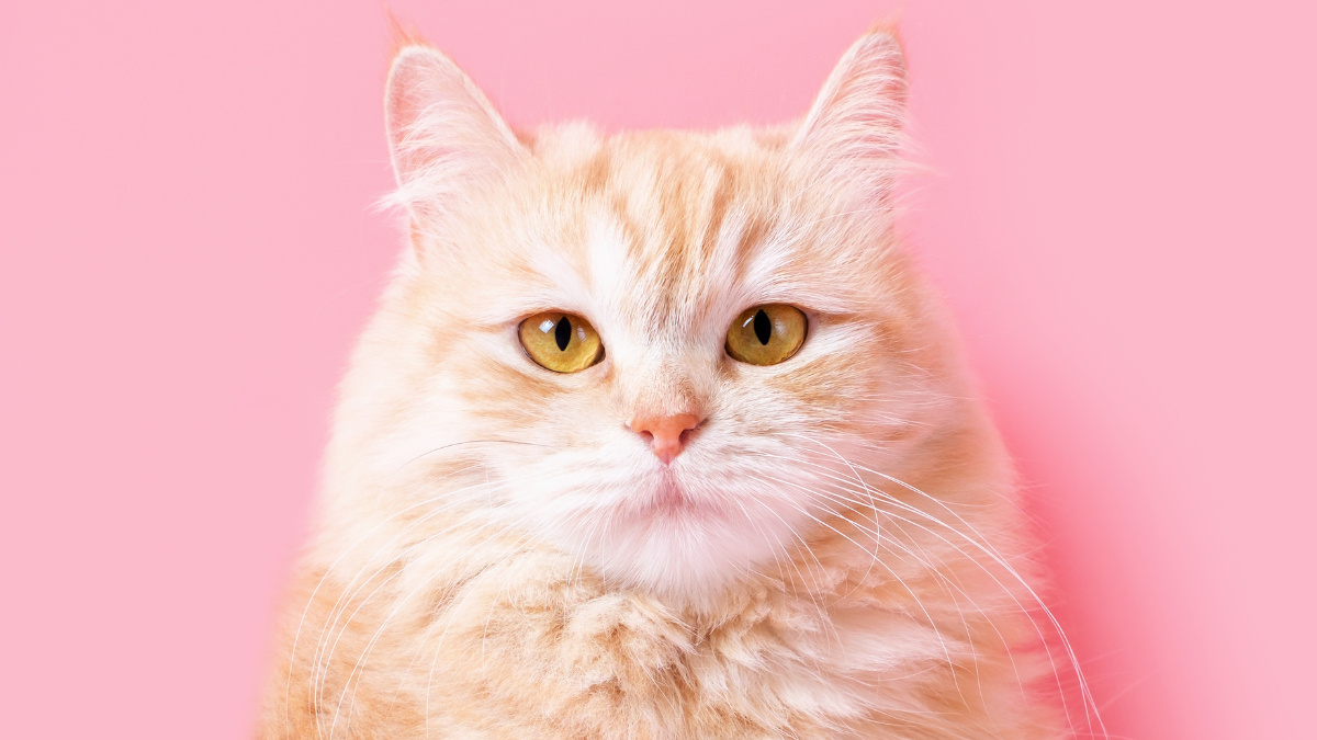 Portrait of fluffy ginger cat on pink background close up. Dead Cat Bounce.