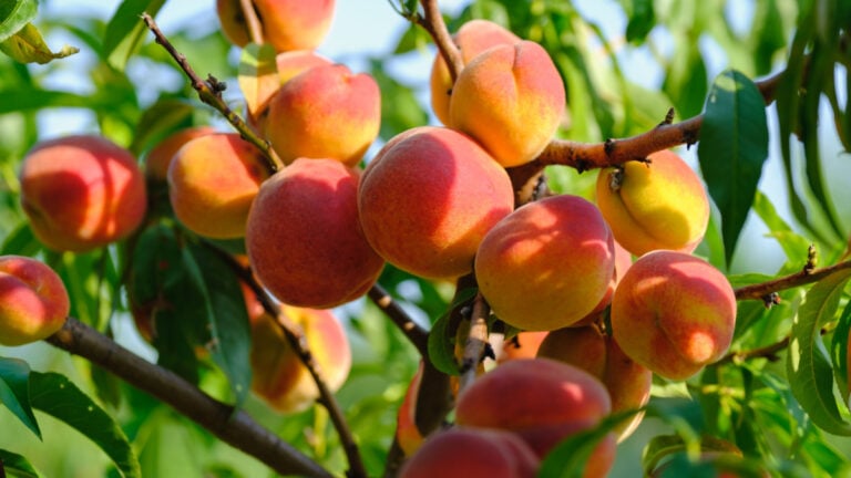 Ripe peach close-up with peach orchard in the background.