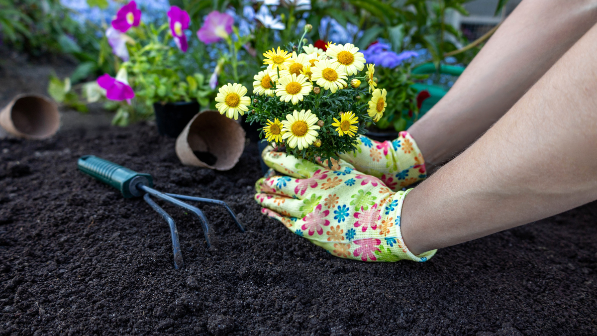 Planting flowers in the garden soil, hands in gloves spring gardening.