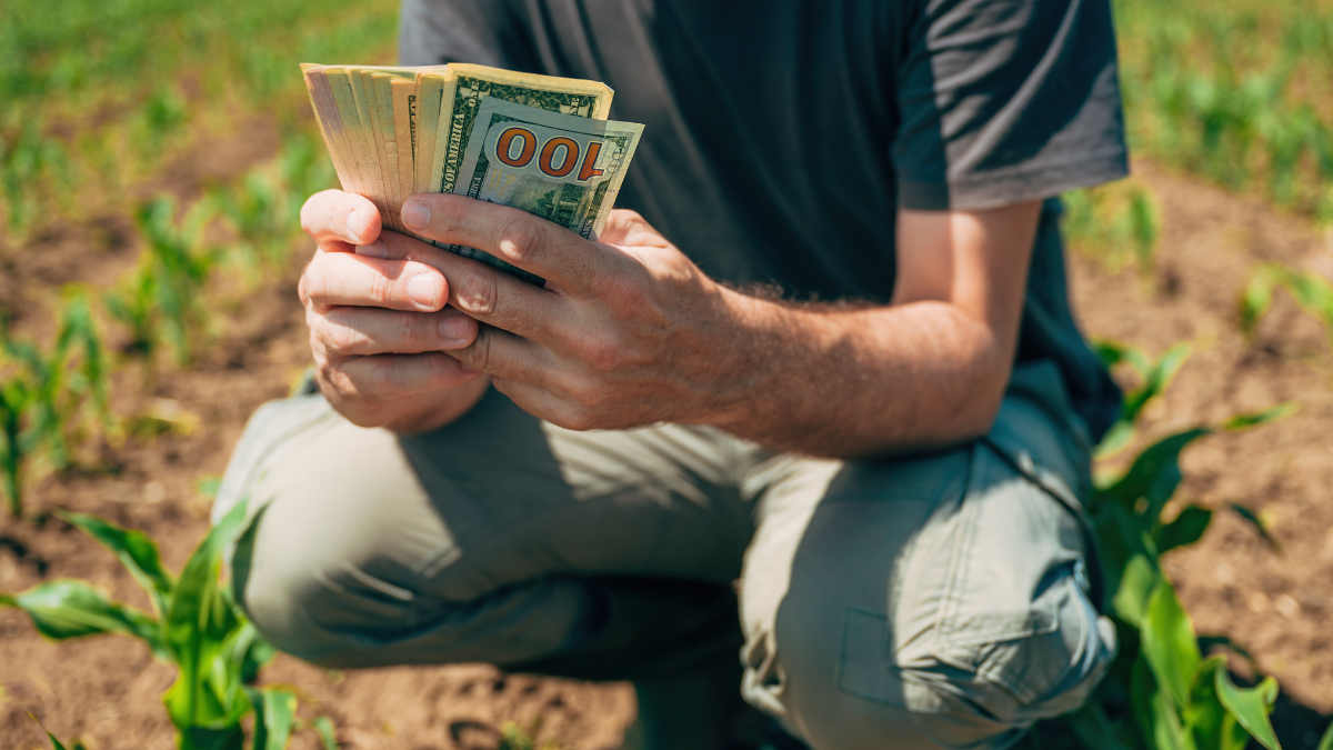 Closeup of farm worker hands with american dollars in corn field, making profit in agricultural production, selective focus.