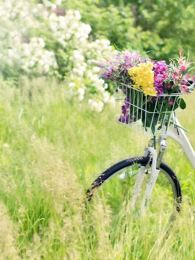 cropped-bicycle-788733_1280.jpg