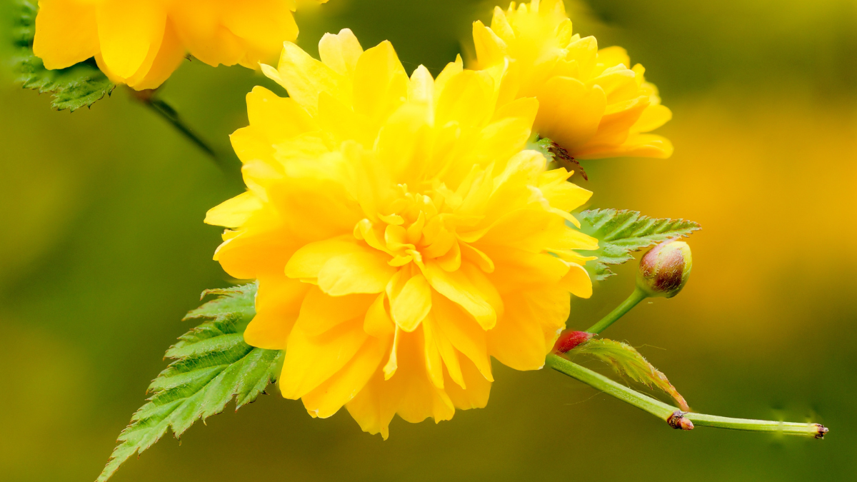 A closeup shot of double-flowered Yamabuki flowers blooming in the garden against a green background.