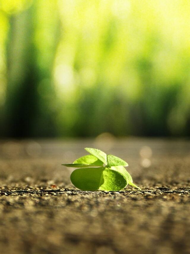cropped-four-leaf-clover-3336774_1280.jpg