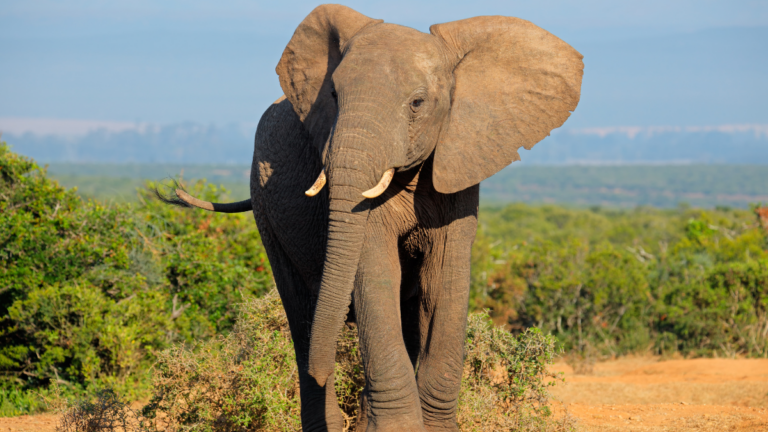 elephant on African Safari