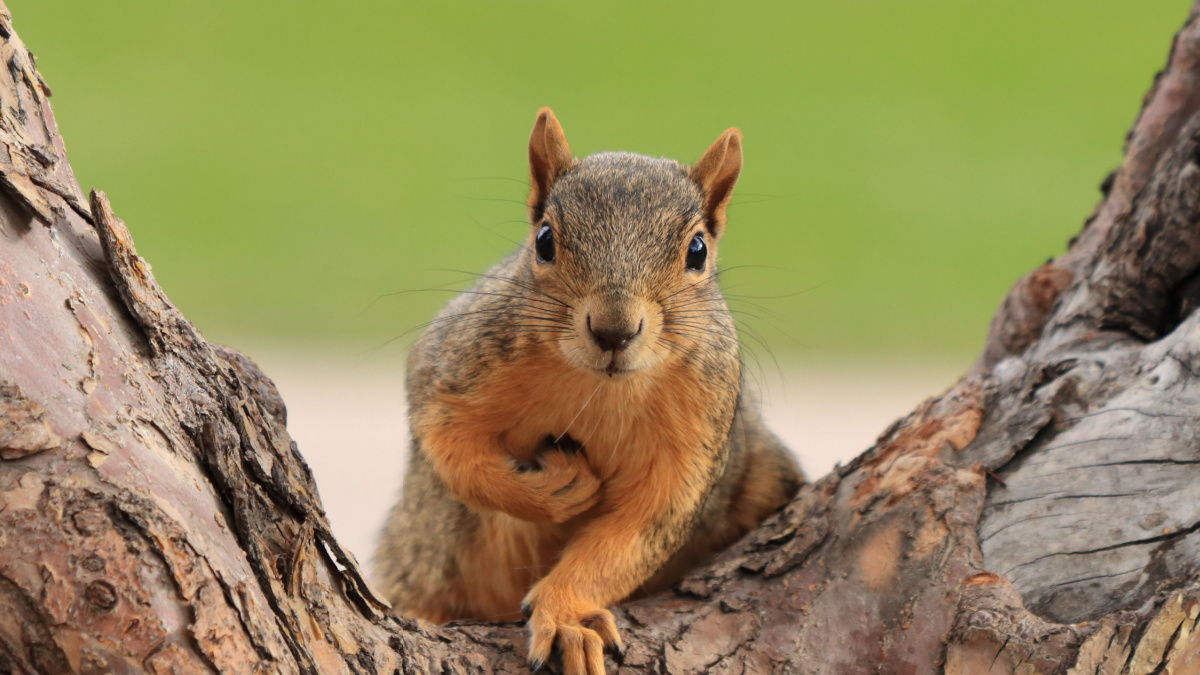 20 Bizarre Laws You Won't Believe Exist in Your Country 4 Portrait of fox squirrel (Sciurus niger) sitting on branch isolated on green. Holds foreleg with nut on chest. Urban wildlife.