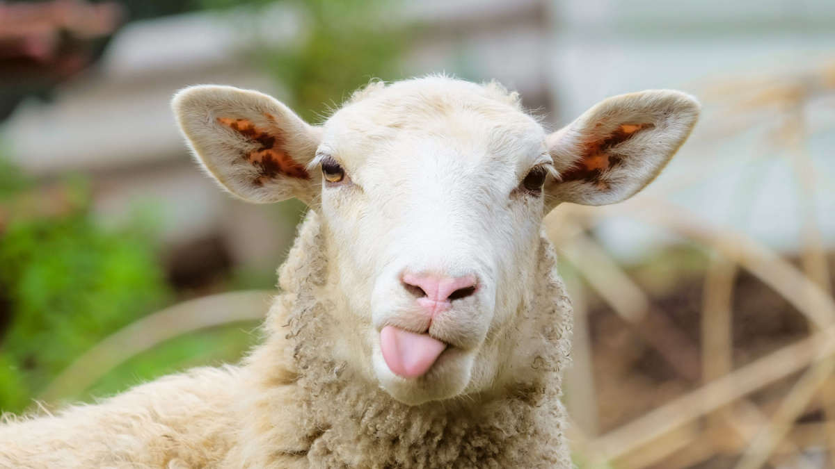 20 Bizarre Laws You Won't Believe Exist in Your Country 18 Funny sheep. Portrait of sheep showing tongue.