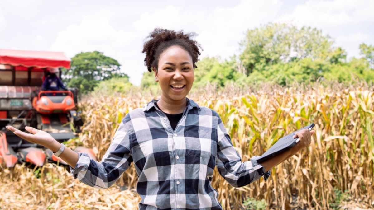 African American holding tablet at field while combine harvester woking on corn fields..