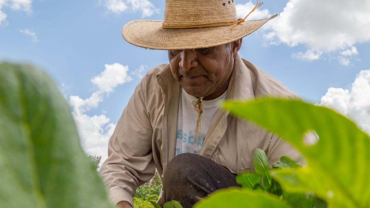 portrait of a Mexican farmer cultivating amaranth.