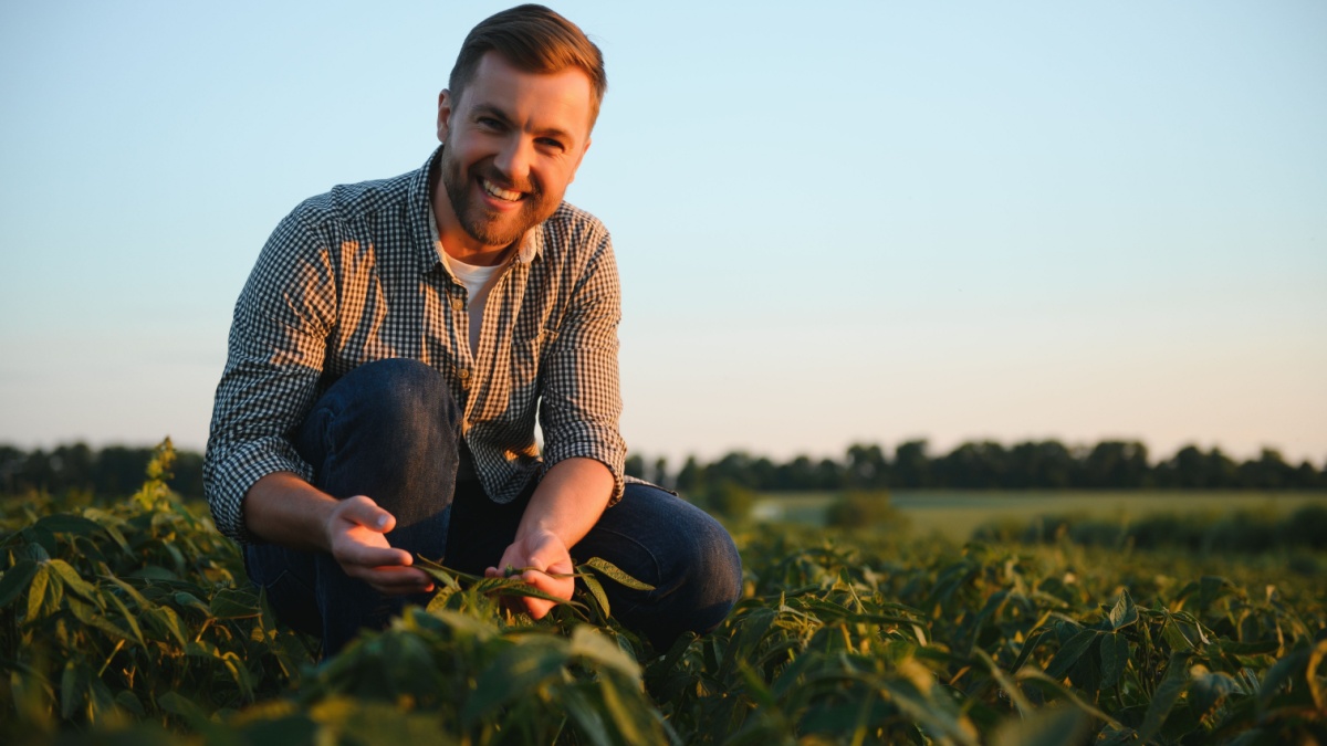 Agronomist inspecting soya bean crops growing in the farm field. Agriculture production concept. young agronomist examines soybean crop on field in summer. Farmer on soybean field.