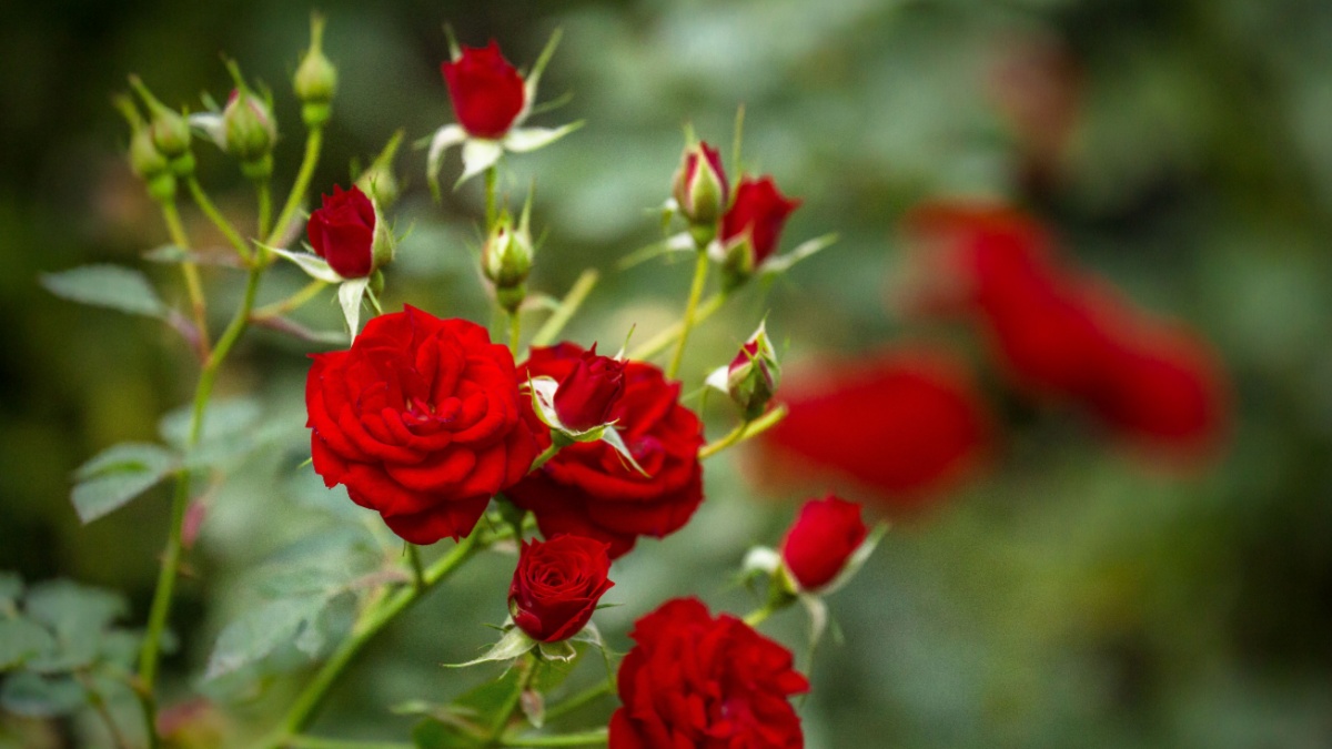 Beautiful roses in garden, roses for Valentine Day.