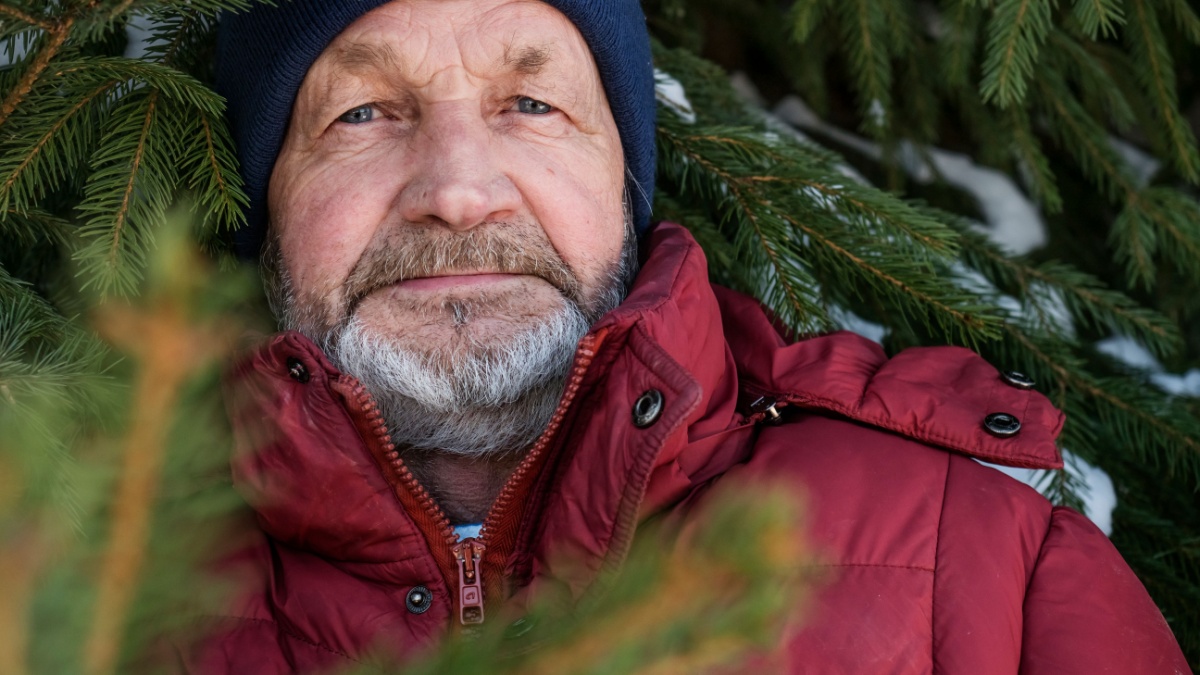 Elderly man's face among the branches of spruce in winter.