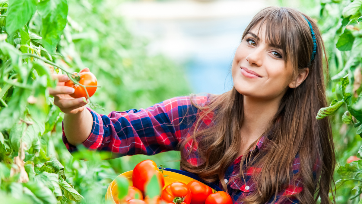 Young woman in a greenhouse with tomatoes, harvesting.