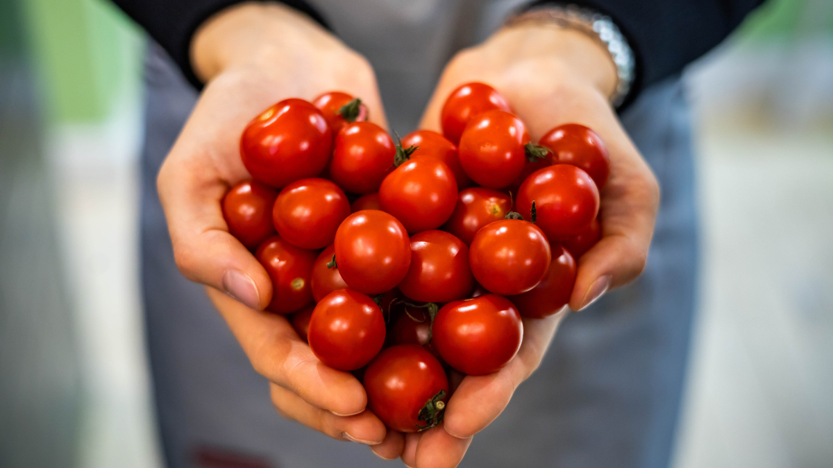 Farmer female hands in apron holding heap fresh ripe red cherry tomatoes in heart shape closeup. Woman grocery vendor arms carrying raw eco friendly vegetables nature love ecology environment.