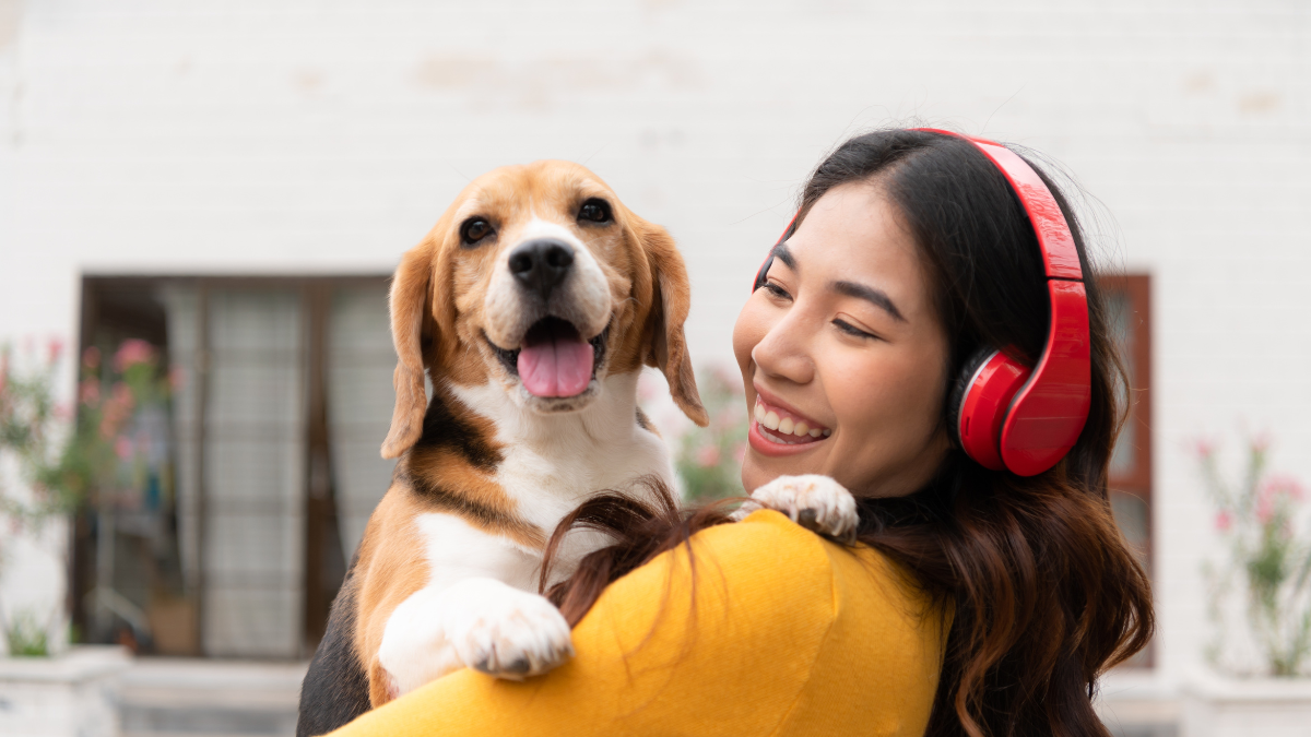 Young Asian woman holding up beagle dog after running around the house with the owner until exhausted and tired.