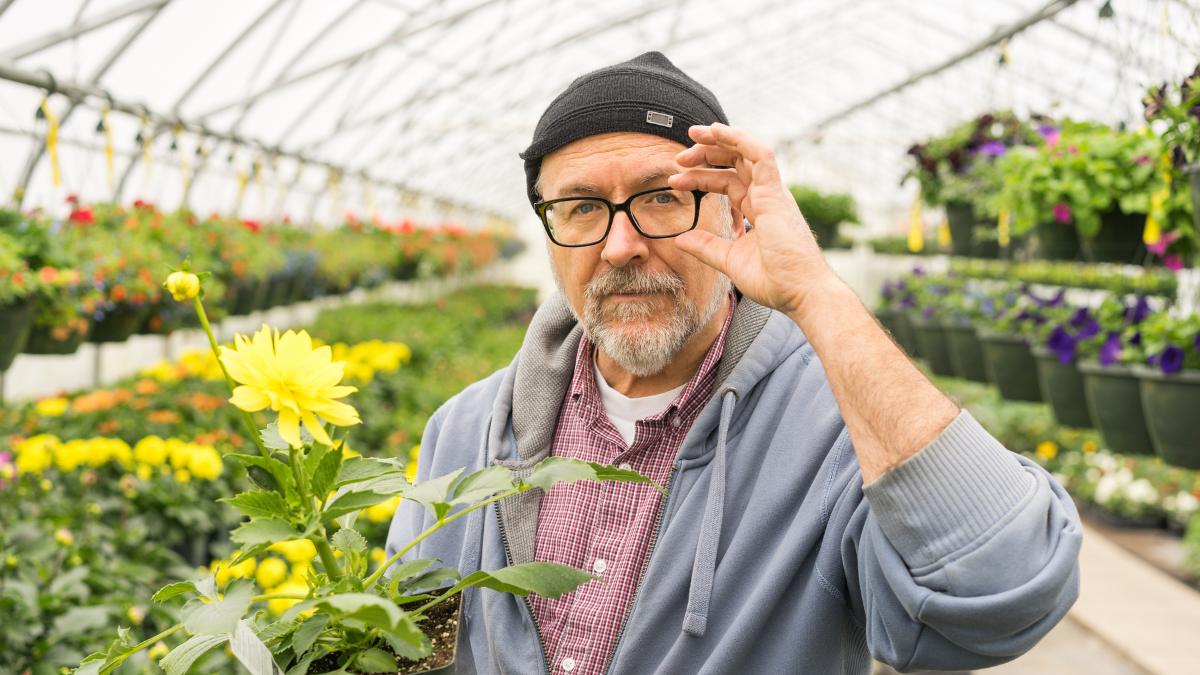 Baby boomer age man portrait focusing glasses while selecting plant in greenhouse.
