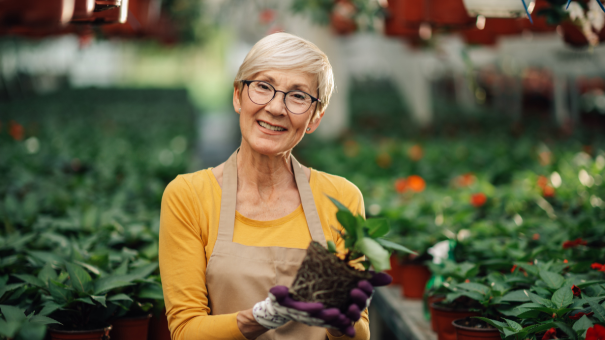 Portrait of senior female happy florist standing at greenhouse full of greenery and colorful blooming flowers with flower sapling in hands and smiling at the camera. Senior woman taking care of plants.