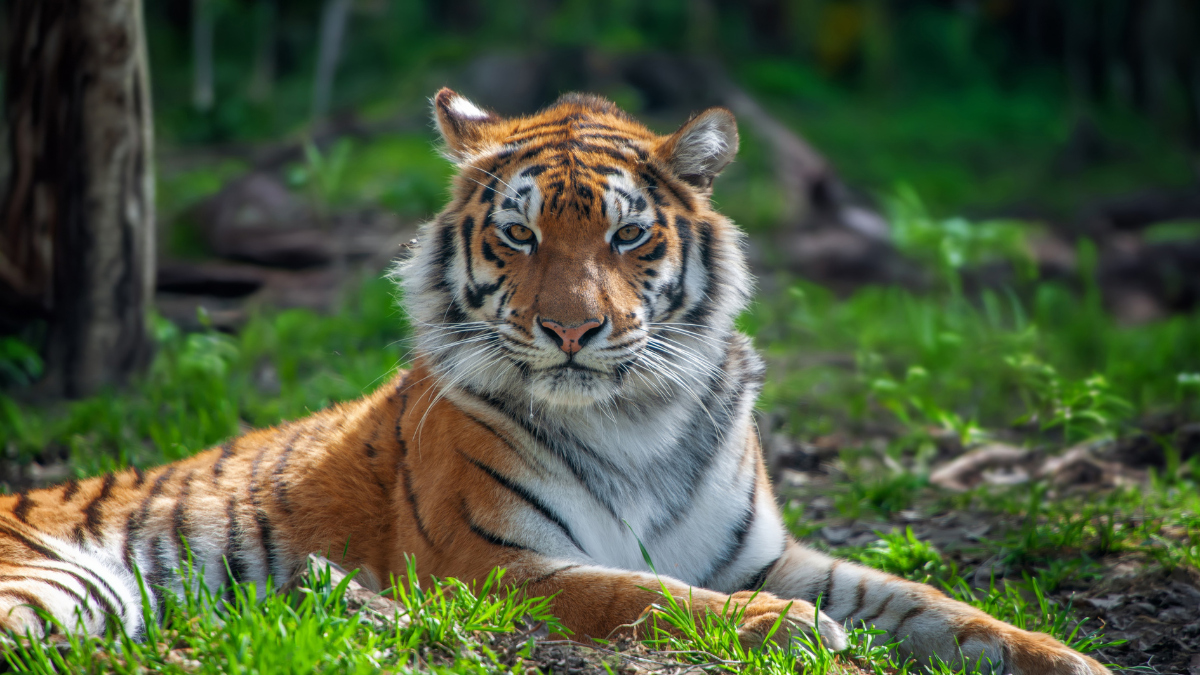 Close tiger male. Wild adult animal in the natural habitat.