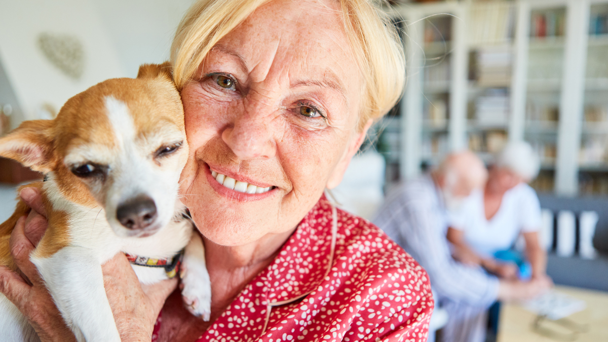 Happy elderly woman with a small dog in her arms at home for company and love of animals.