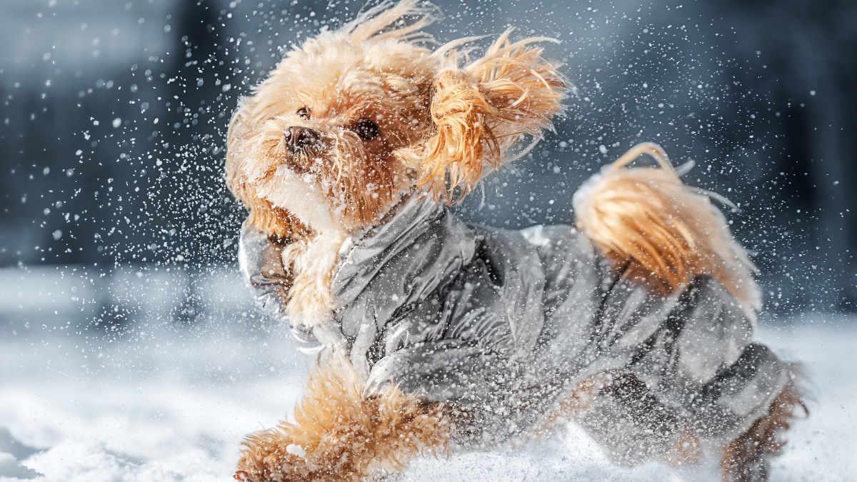 A joyful Maltipoo dashes through the snow, scattering snowflakes in a playful winter scene.