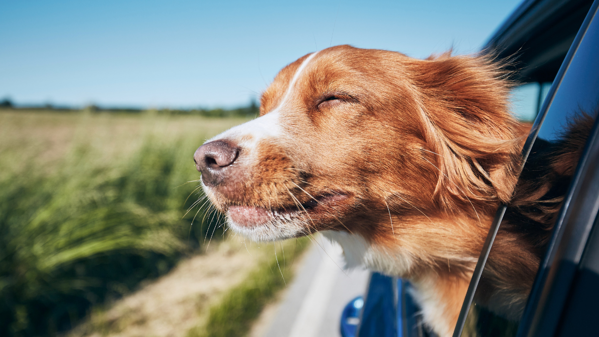 Dog travel by car. Nova Scotia Duck Tolling Retriever enjoying road trip. dog costs.